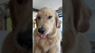 I used AI to write a song about my golden retriever Bella