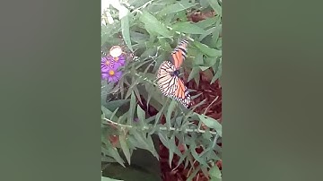 Monarch in a spiderweb