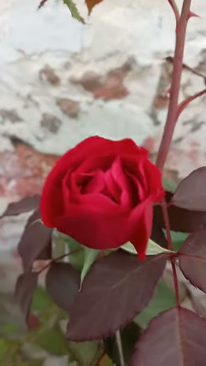 Jaya Kishori ji new Best Krishna Bhajan Ringtone ...#flute #flower