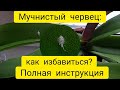 Мучнистый червец на орхидее ||  Актара || Как избавиться от мучнистого червеца на орхидее