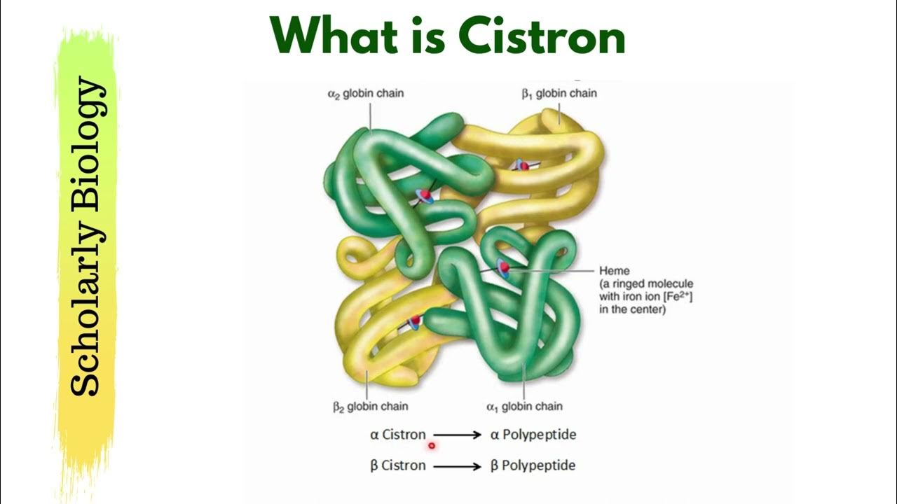 Gene vs Cistron | Molecular Basis of Inheritance | Biology Class 12/NEET