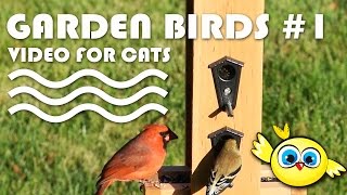 Bird Video For Cats - Garden Birds #1. Entertainment Video For Cats.