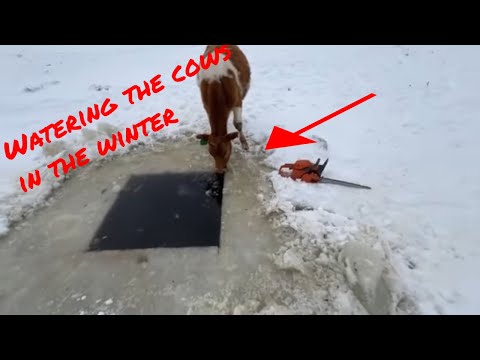 Winter Farm Part 2: the beef cows