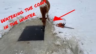 Winter Farm Part 2: the beef cows