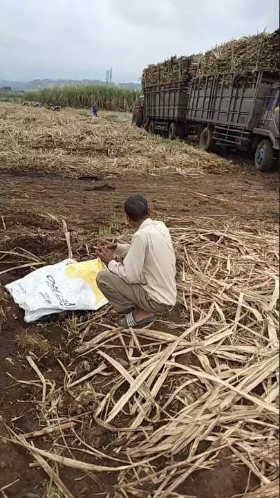 truk gandeng muat tebu