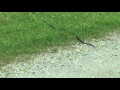 Snake in our driveway