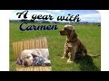 365 days with my cocker spaniel Carmen