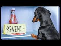 Fear of dachshund's revenge! Funny dog video!