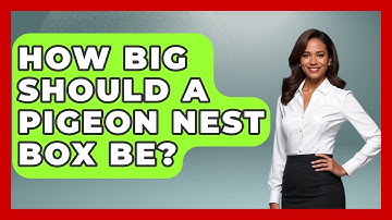 How Big Should A Pigeon Nest Box Be? - Bird Watching Diaries