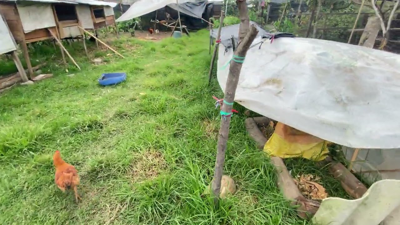 ￼￼ la Granja de familia Dominguez ￼