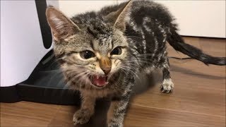 子猫にカリカリマシーンを使ってみたらｗ