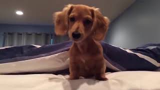 Funny Dachshund Moments Compilation
