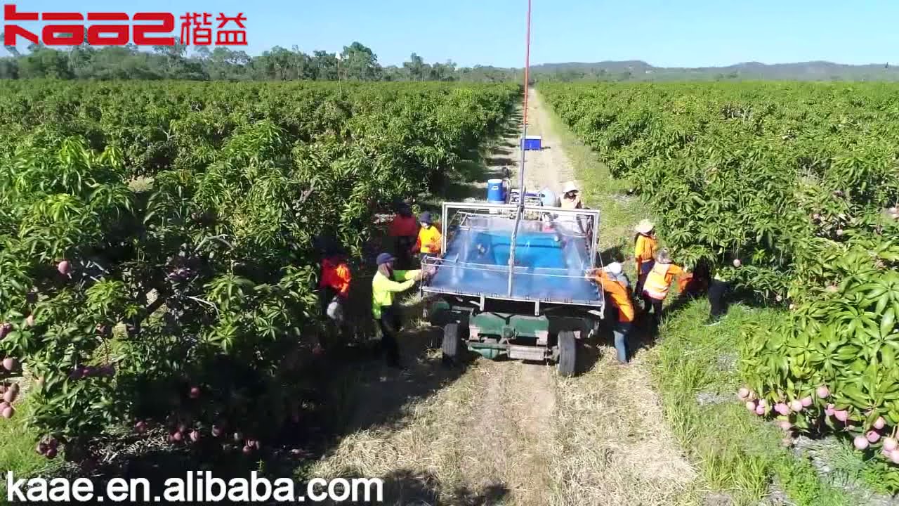 Mango Automatic Sorting Line