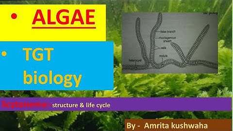 ALGAE:-scytonema,structure,life cycle