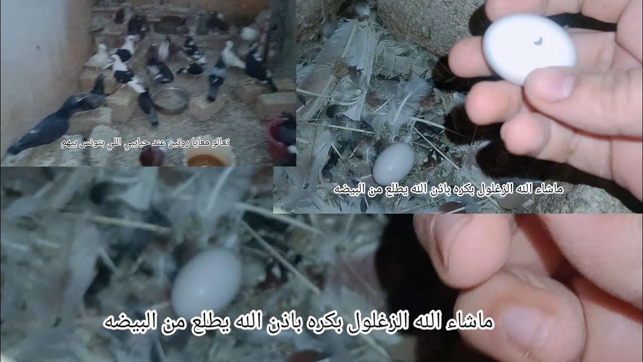 تعالو شوفوا المشروع اللي بيأكلني عيش اقسم بالله في أي بيت ممكن تعملي المشروع ده وب٤٠٠جنيه بس هتدعيلي