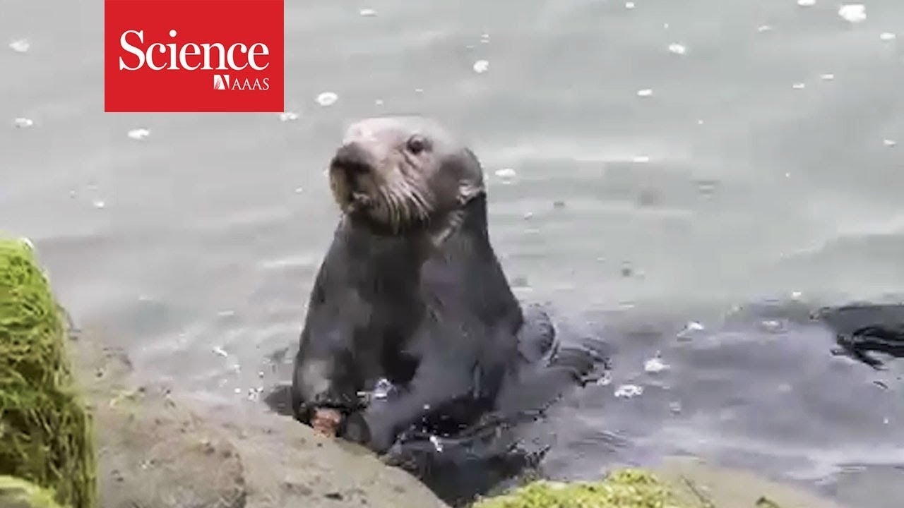 アーカイブ 19年3月 らっこちゃんねる Sea Otter Channel ラッコ情報 記事 動画 写真をご紹介