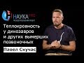 Теплокровность у динозавров и других вымерших позвоночных – палеонтолог Павел Скучас | Научпоп