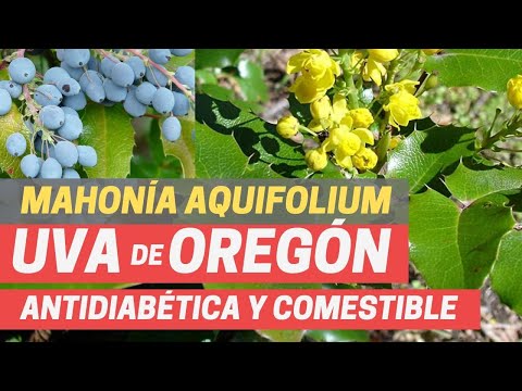 Vídeo: Leatherleaf Mahonia em jardins - dicas para cultivar plantas de Leatherleaf Mahonia