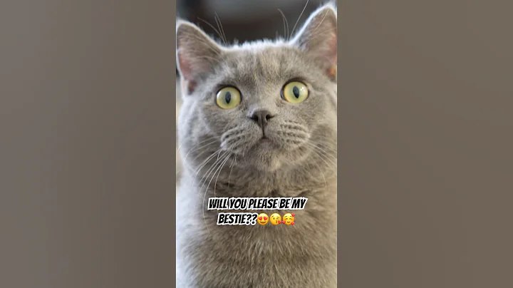 Video 9171721: british shorthair scottish, cats catlover pets, cat meets, cat playing