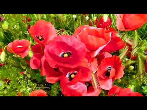 Ήρθε η άνοιξη