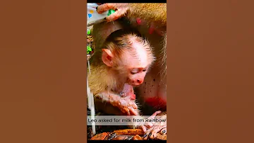 Luno Cired For Milk Monkeys Libbymonkey Leomonkey 