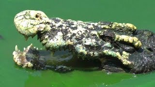 Looking for Yai, the World's Largest Crocodile | Thailand Video
