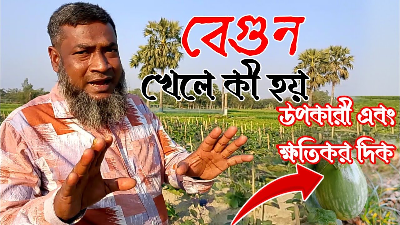 বেগুন উত্ত্যান্ত উপযোগী এবং বেগুনের ক্ষতিকর দিক |যা আমাদের জানা দরকার |এক ভিডিও তে সকল আলোচনা | ২০২৬