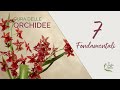 ORCHIDEE come curarle - i 7 fondamentali