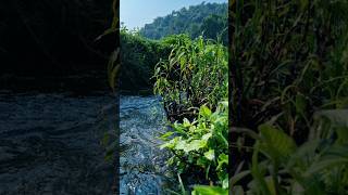 Insomnia Relief Sleep Sounds: Deep Forest Stream 🌊🌿 #shorts #viral #nature