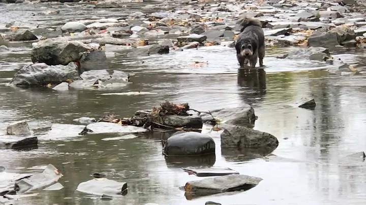 Harvey and the geese