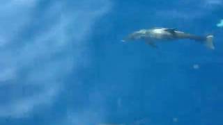 Dolphin 2.avi