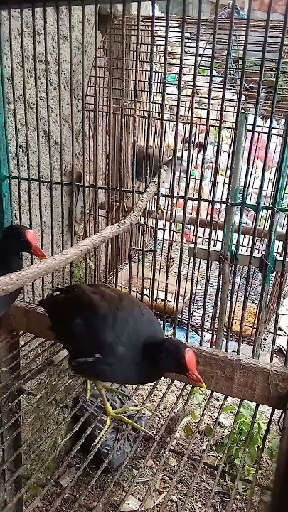 burung peruk/Bawangan merah