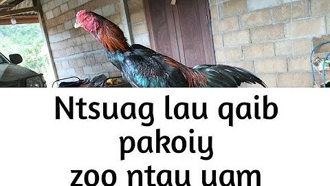 saib ntsuag lau qaib pakoiy muaj ntau yam zoo