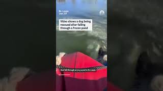 Dog rescued from frozen pond in Missouri