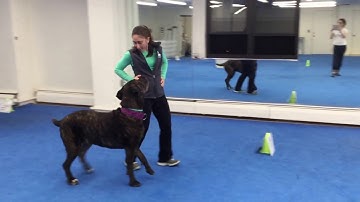 Intermediate Rally FrEe