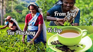 শ্রীলংকার চা ফ্যাক্টরি | Sri Lanka Tea Factory Tour | How Ceylon Tea Is Made Step By Step