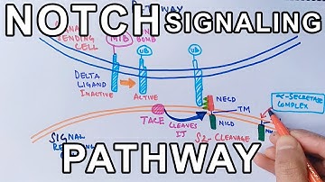 Mechanism of NOTCH SIGNALING PATHWAY