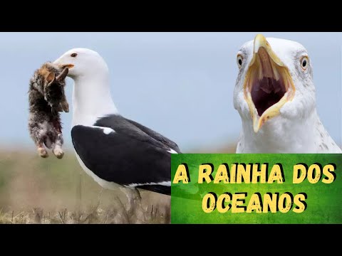 Vídeo: Qual é o tamanho de uma gaivota maior?