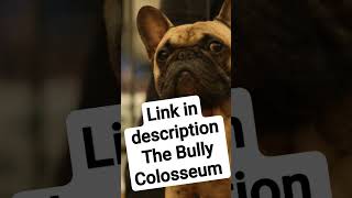 subscribe live show on the way http://youtube.com/@TheBullyColosseum