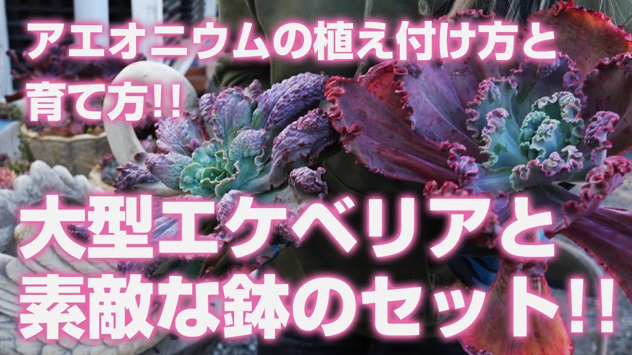 エケベリア・セダム TOPSUCCULENT mi sddefault.jpg