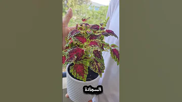 ١٠ نباتات لا تموت بالاهمال تحمل الاهمال وقلة العناية مناسبة للمبتدئين فى الزراعة 