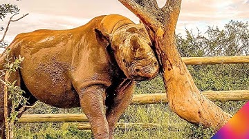 FLIR Security Solutions Protect Munu, an Endangered South-Western Black Rhino