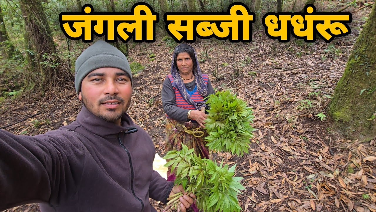 पहाड़ों की प्रसिद्ध जंगली सब्जी || पहाड़ी धंधरू की असली कहानी || village lifestyle vlog || sj family