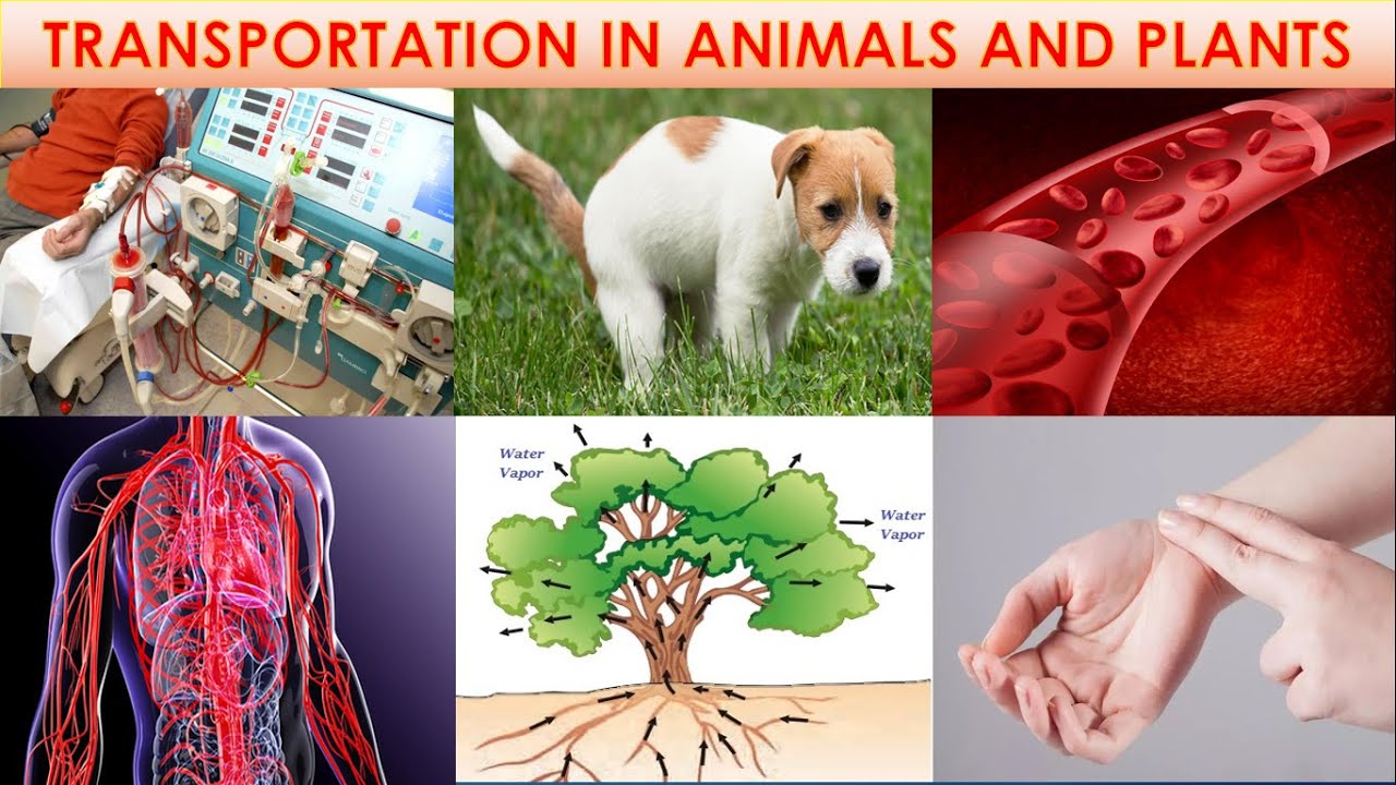 Transportation in animals and plants science class 7 chapter 11 animated  video in hindi ncert cbse - YouTube