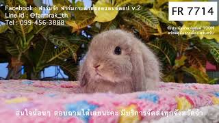 FR 7714 ฟาร์มรัก ฟาร์มกระต่ายกรุงเทพ ขายกระต่าย กระต่ายฮอลแลนด์ลอป กระต่ายแคระ กระต่ายหูตก