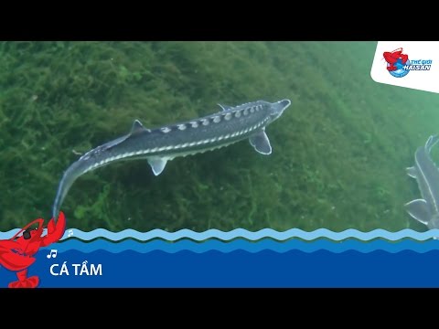Cá Tầm Đang Bơi - Nhà Hàng Siêu Thị Thế Giới Hải Sản