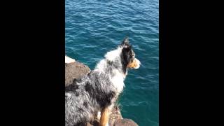 Cliff diving dog