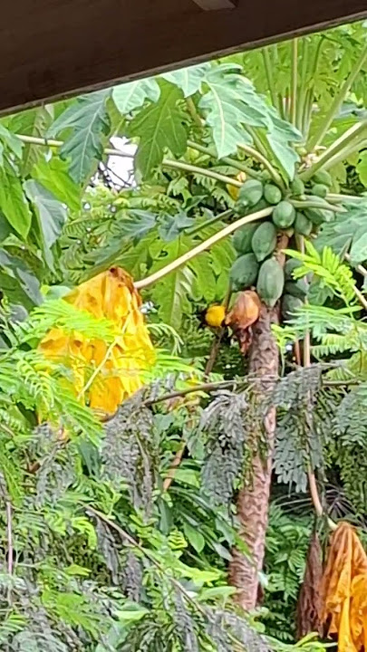 BUTI PA SILA NAGSUSUBUAN..MAPAPA SANA ALL KA NA LANG. #birds