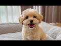 Happily Puppies When Stay With Boss