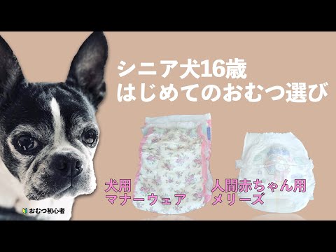 シニア犬16歳 はじめてのおむつ／タイプの違うおむつを試して